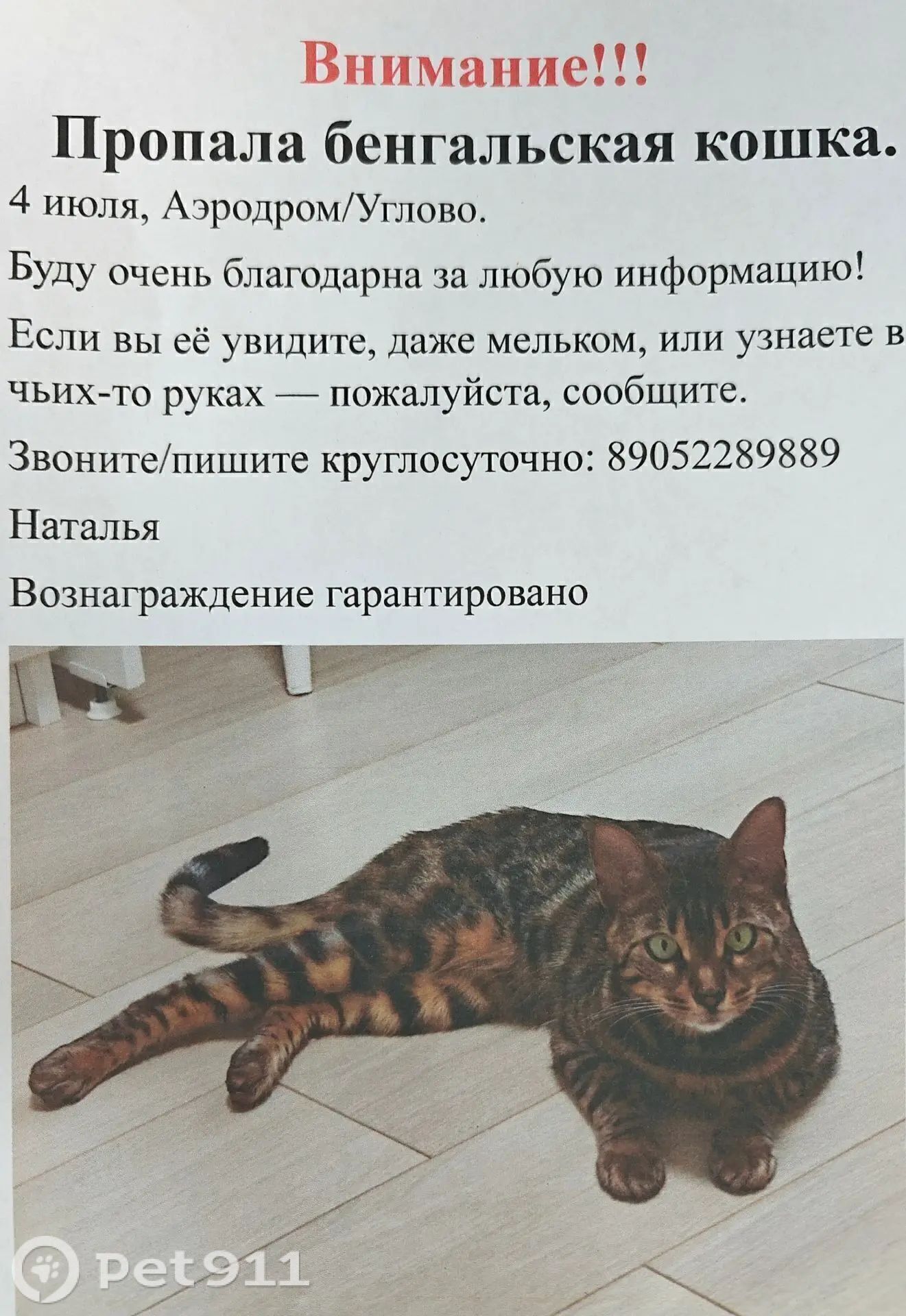 Найденная кошка в Балакове Найдена кошка в Балакове — фото объявления