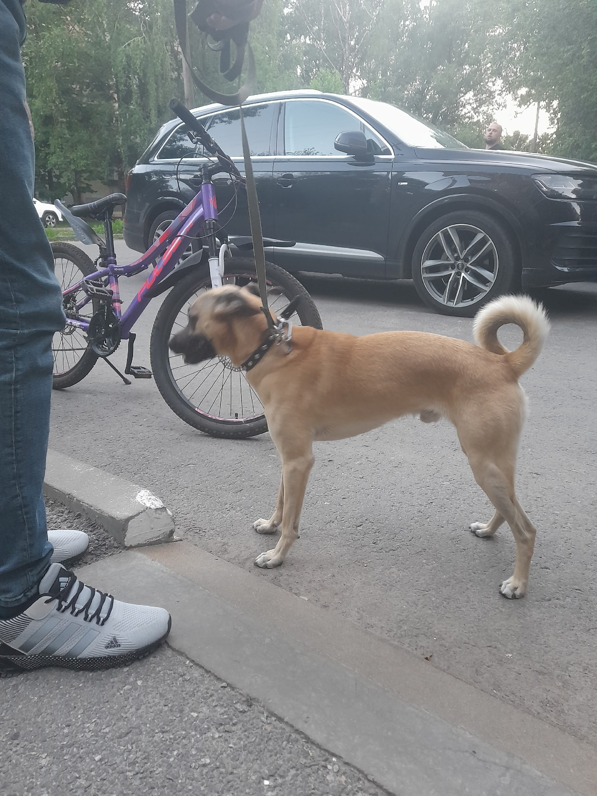 Объявление о питомце в Белгороде Объявление о питомце в Белгороде — фото объявления