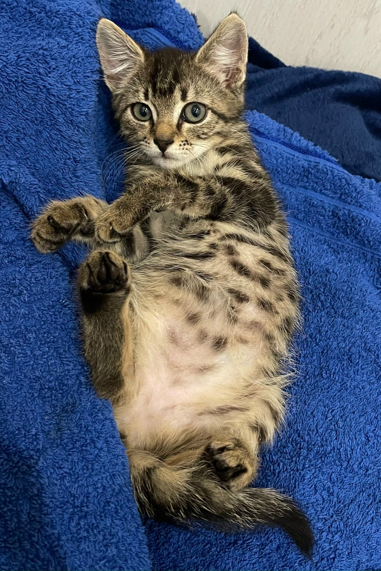 Объявление о питомце в Белгороде Объявление о питомце в Белгороде — фото объявления