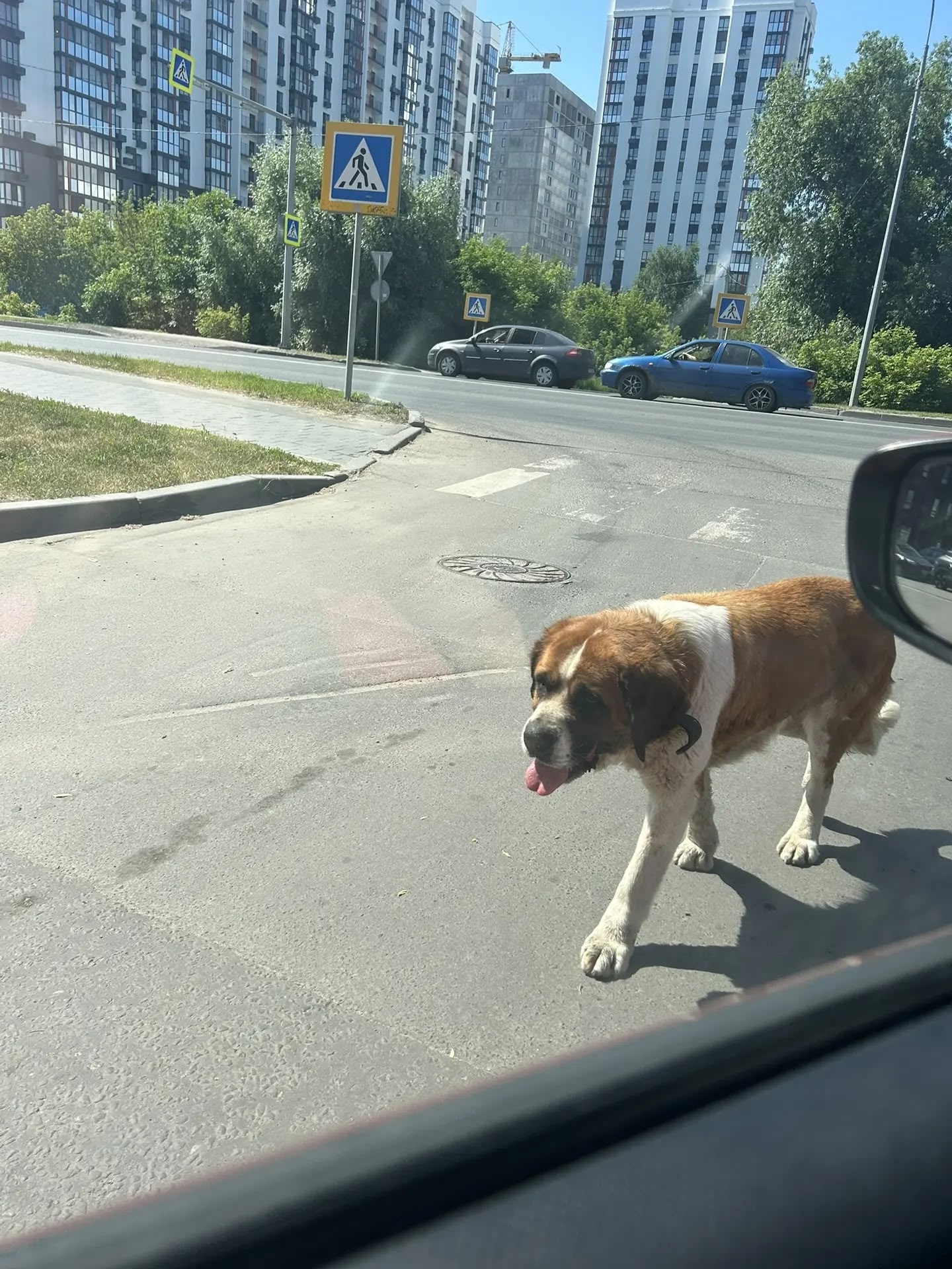 Найденная собака в Пензе Найдена собака в Пензе — фото объявления