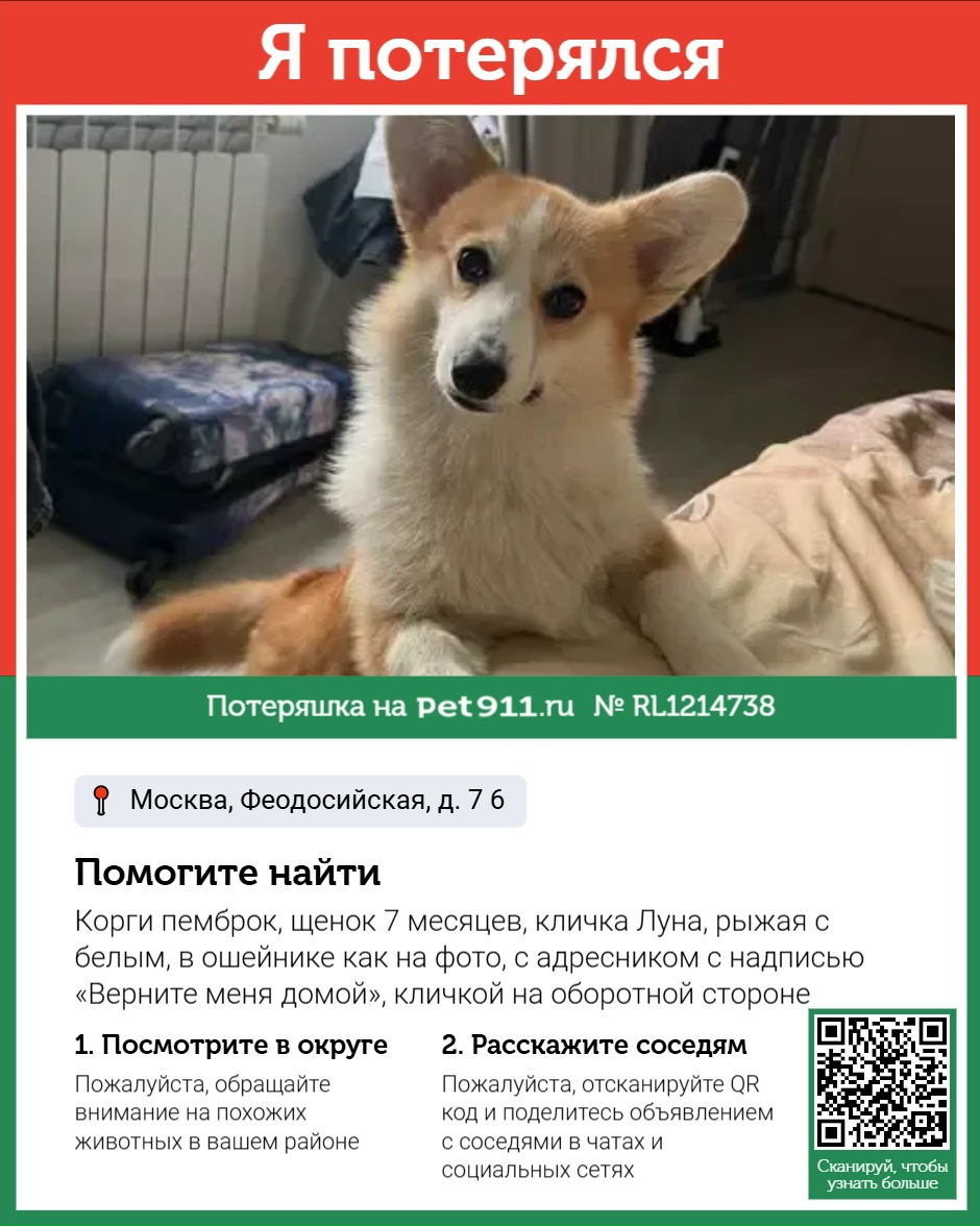 Найденная собака в Ессентуках Найдена собака в Ессентуках — фото объявления