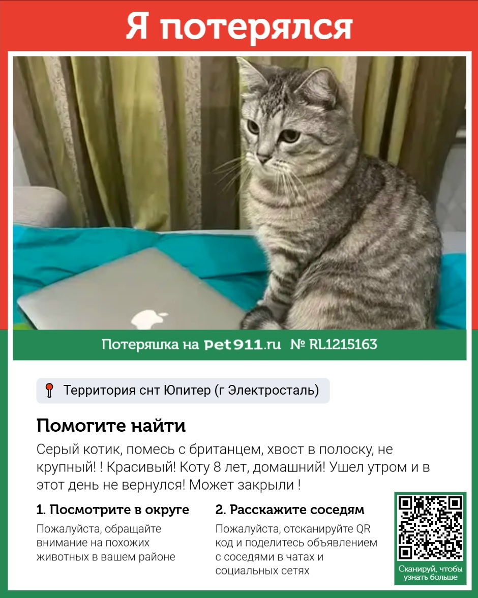 Найденная кошка в Ессентуках Найдена кошка в Ессентуках — фото объявления