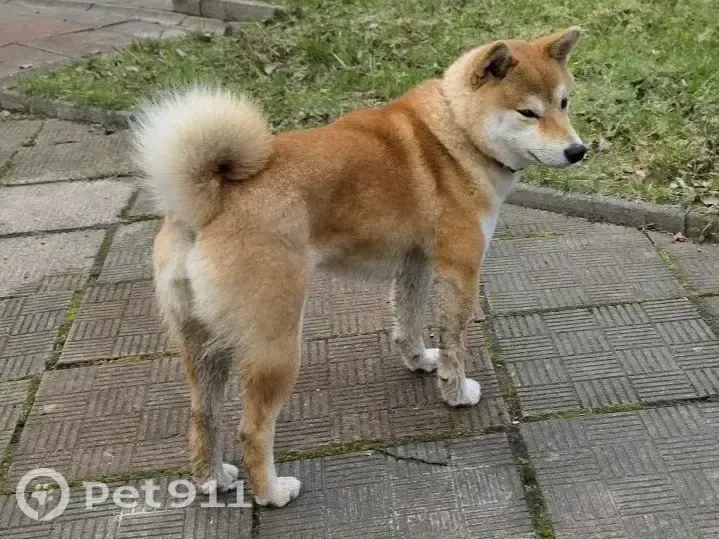 Найденная собака в Магадане Найдена собака в Магадане — фото объявления