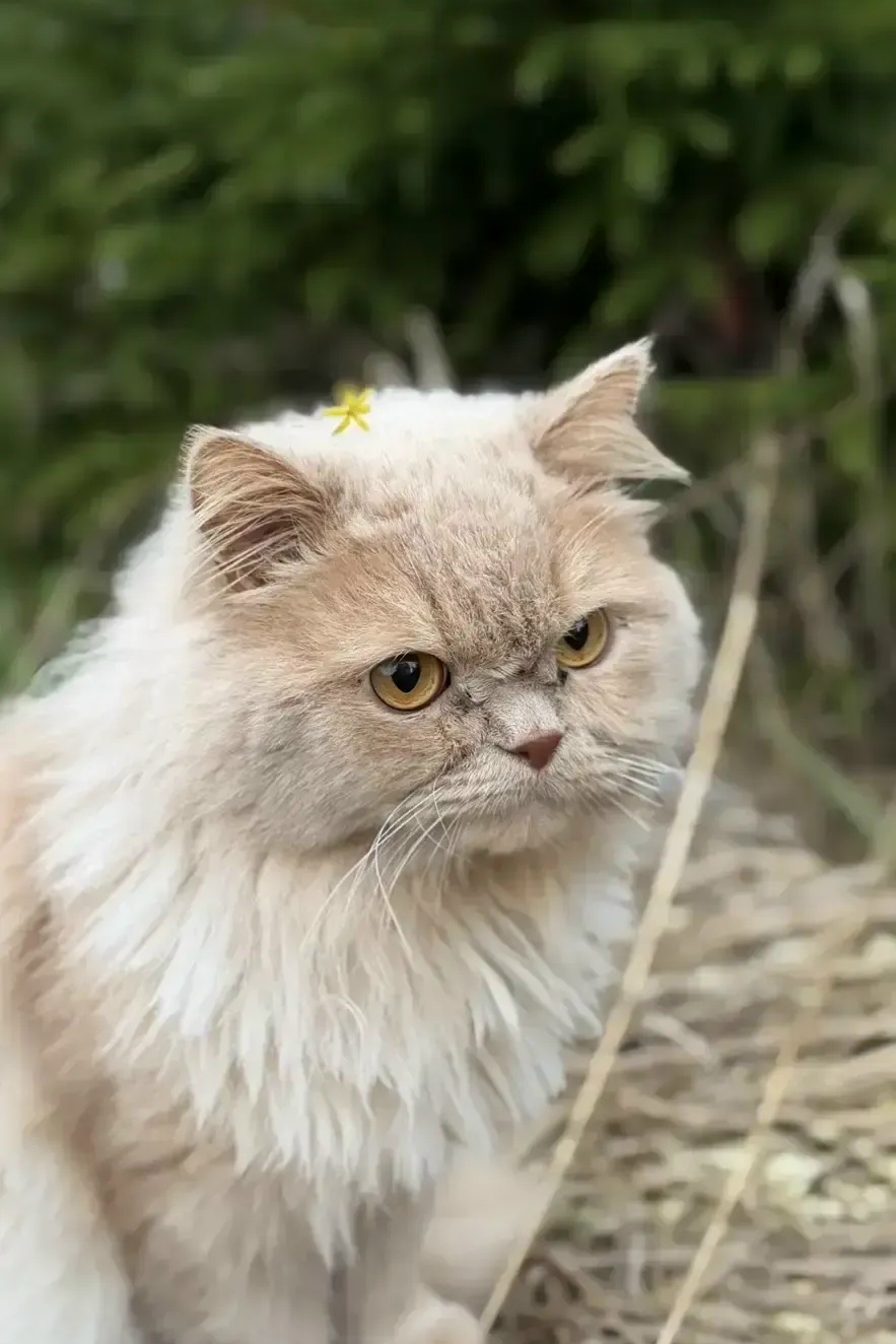 Найденная кошка в Майкопе Найдена кошка в Майкопе — фото объявления