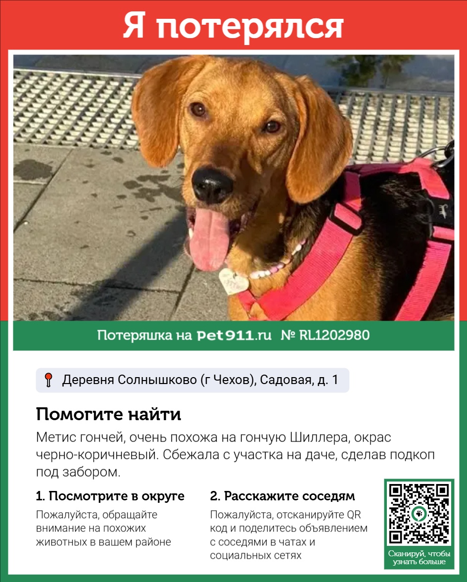 Найденная собака в Норильске Найдена собака в Норильске — фото объявления