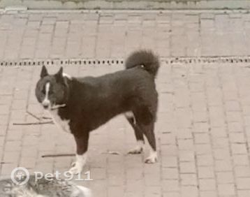 Найденная собака в Октябрьском Найдена собака в Октябрьском — фото объявления