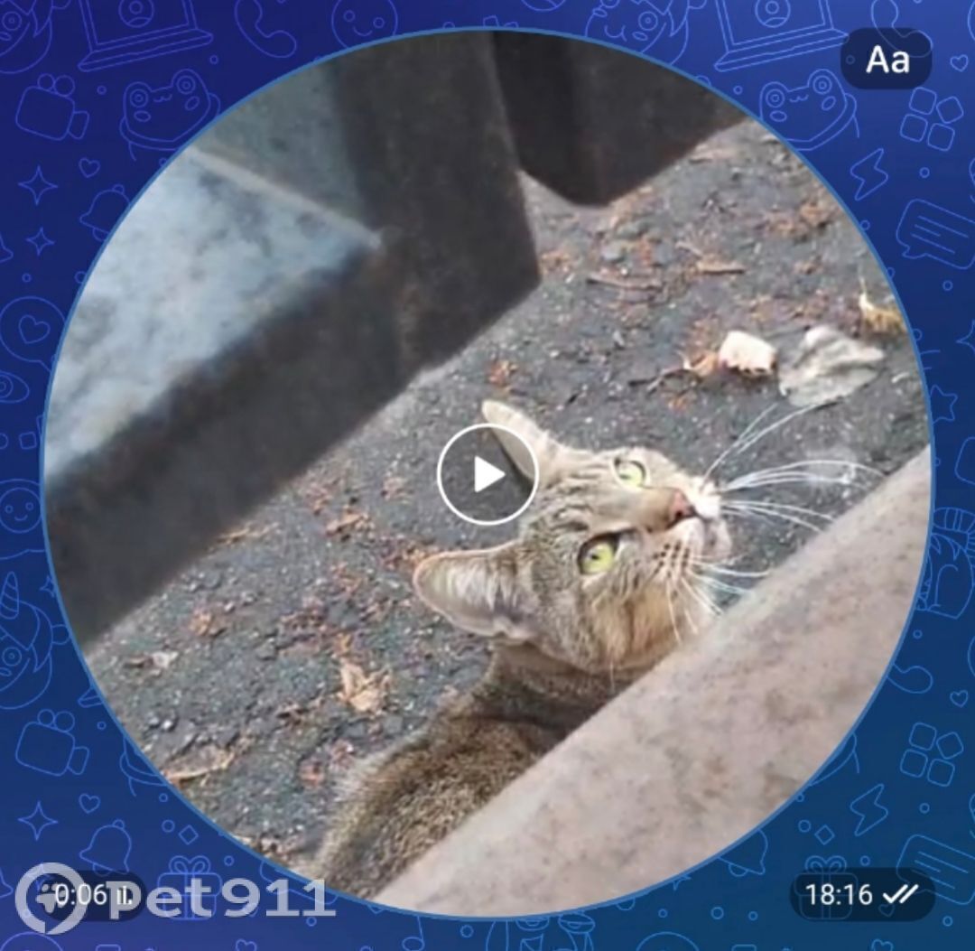 Найденная кошка в Октябрьском Найдена кошка в Октябрьском — фото объявления