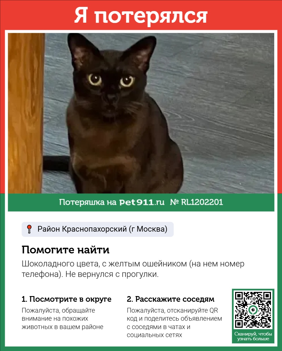Найденная кошка в Петропавловске-Камчатском Найдена кошка в Петропавловске-Камчатском — фото объявления