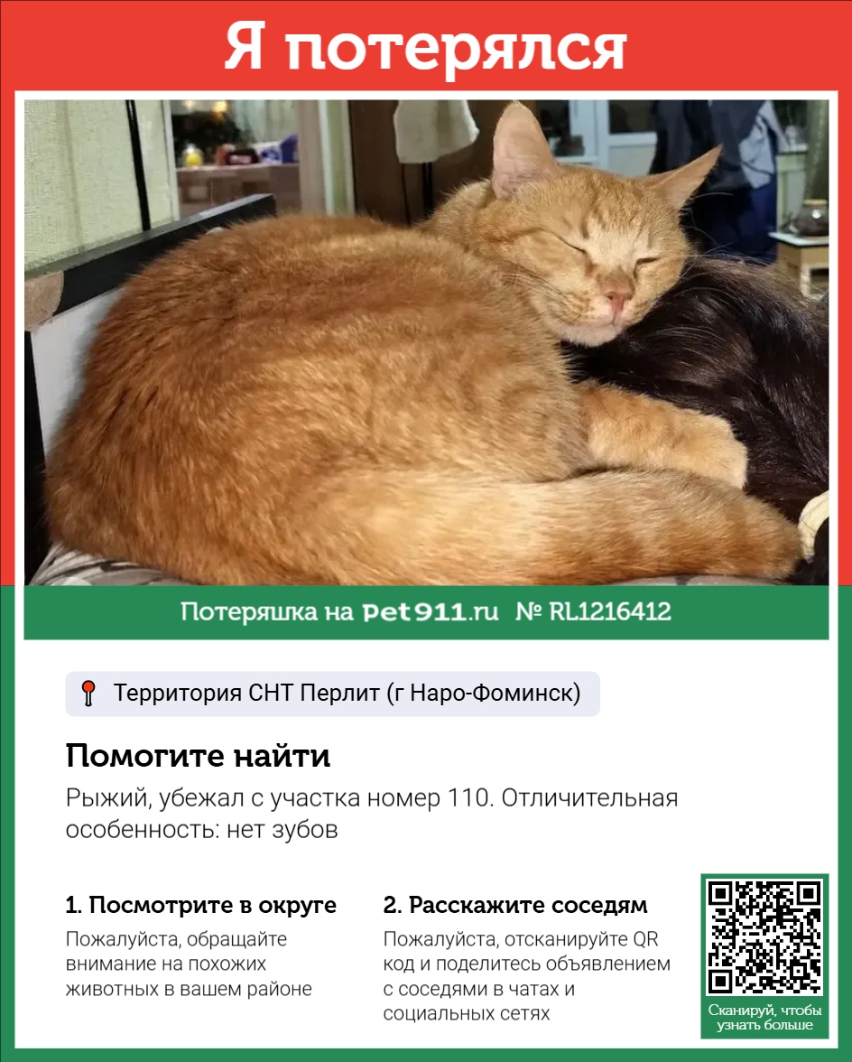 Найденная кошка в Пятигорске Найдена кошка в Пятигорске — фото объявления