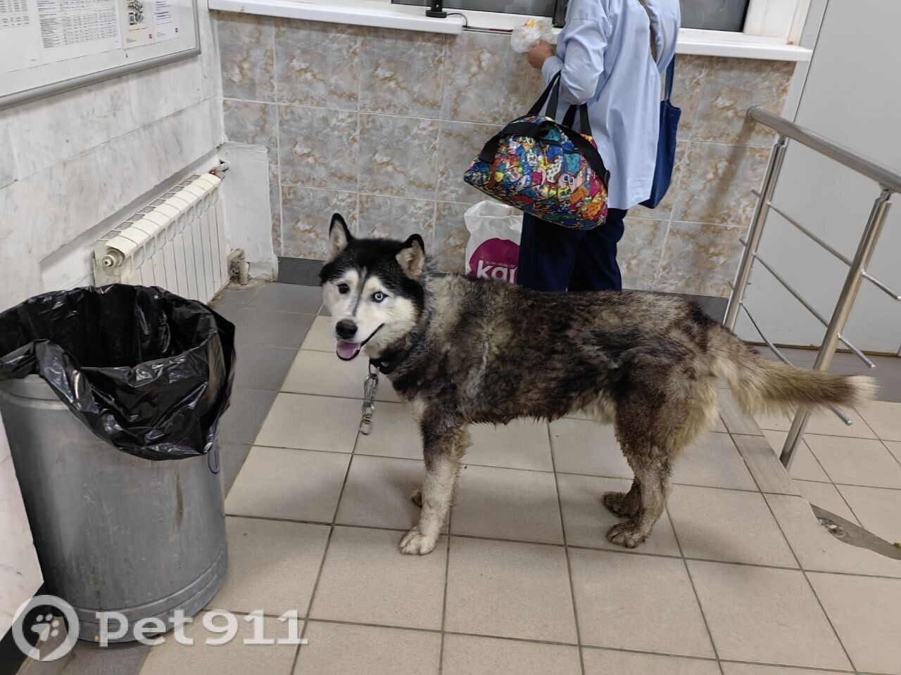 Найденная собака в Сызрани Найдена собака в Сызрани — фото объявления