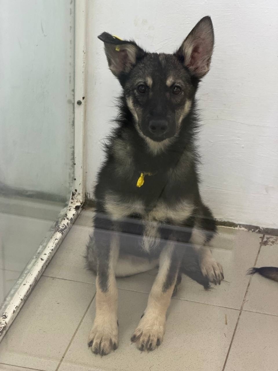 Найденная собака в Иркутске Найдена собака в Иркутске — фото объявления