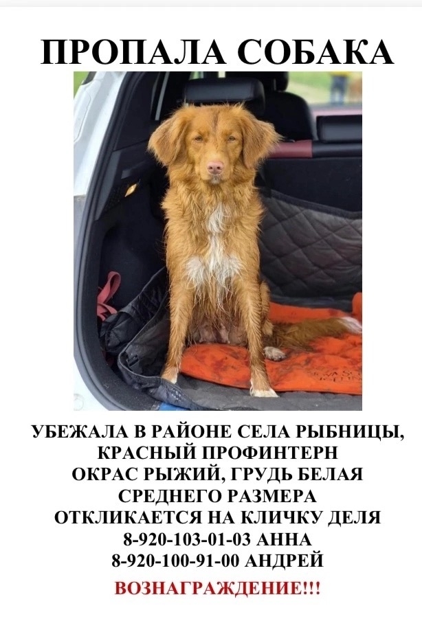 Найденная собака в Ярославле Найдена собака в Ярославле — фото объявления