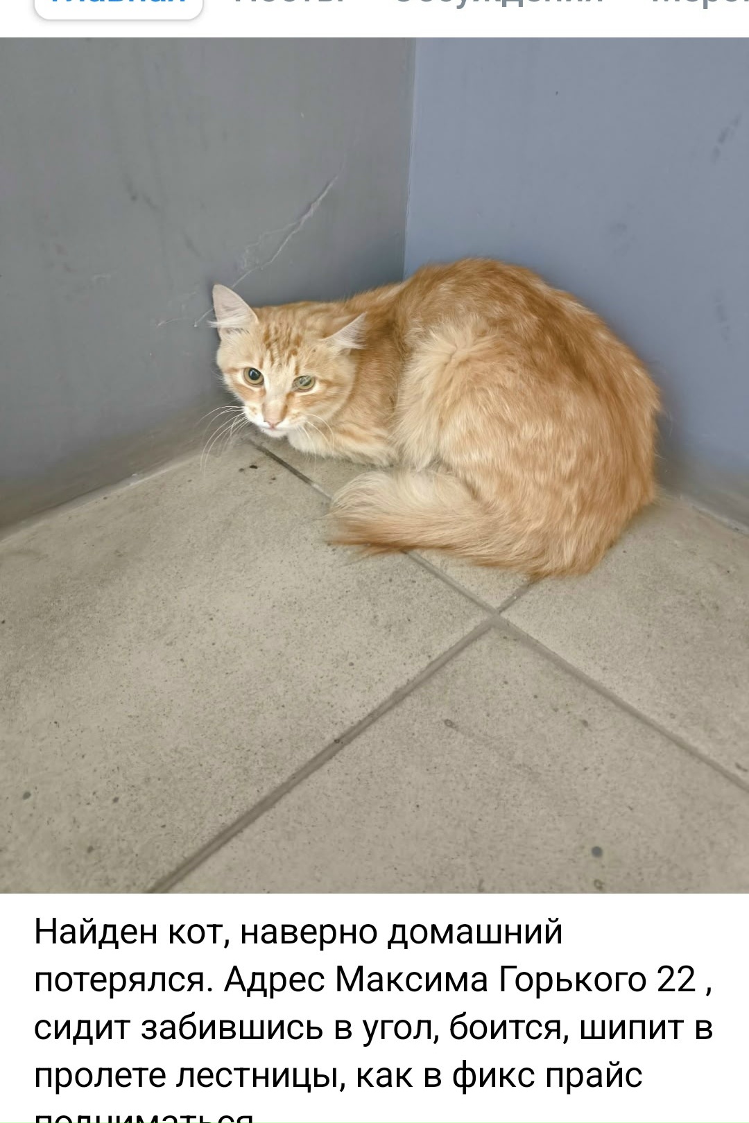 Объявление о питомце в Пскове Объявление о питомце в Пскове — фото объявления