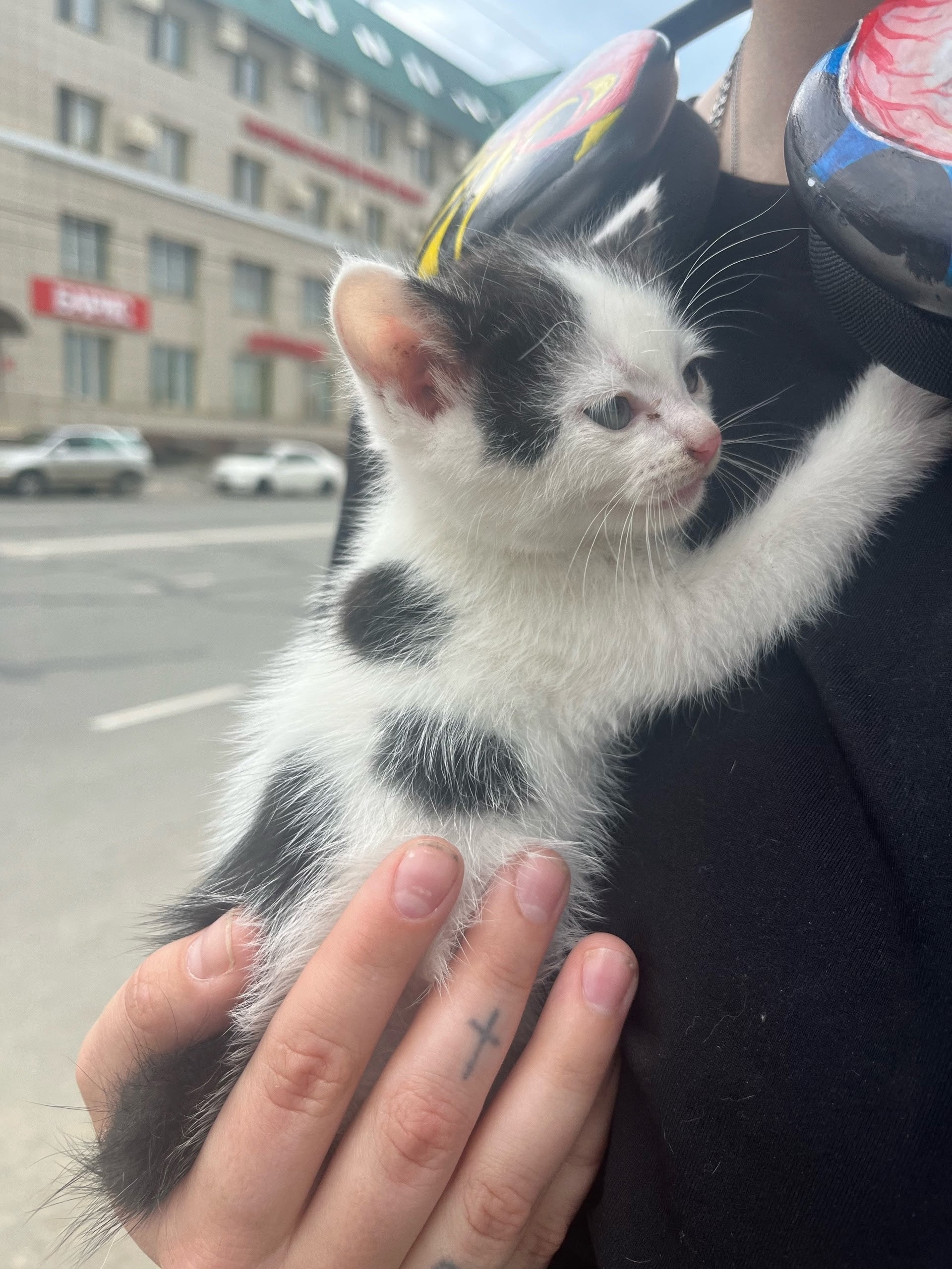 Найденная кошка в Чите Найдена кошка в Чите — фото объявления