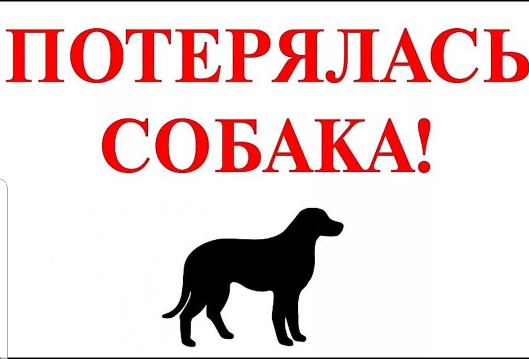 Найденная собака в Калуге Найдена собака в Калуге — фото объявления