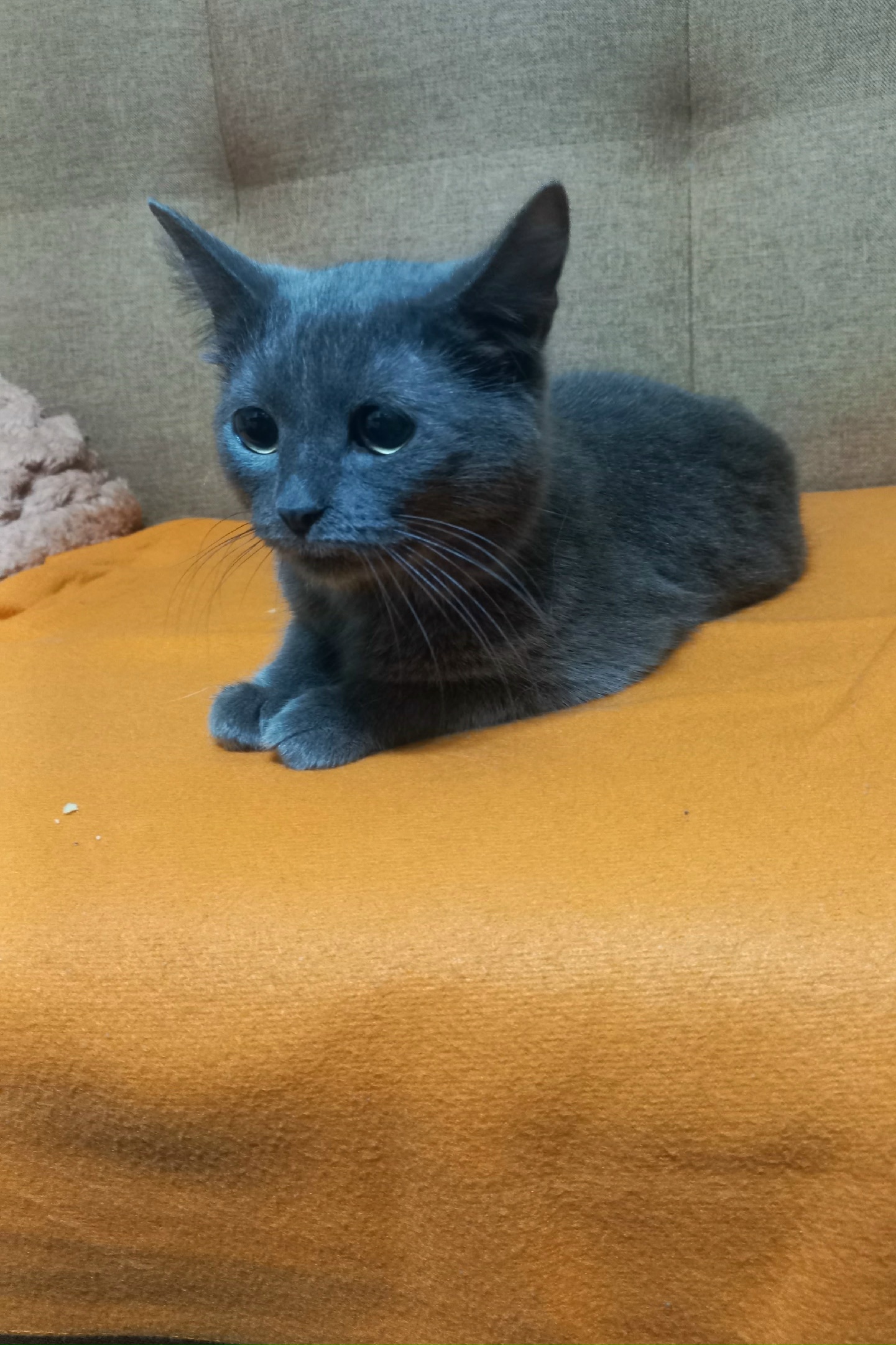 Объявление о питомце в Нижнем Тагиле Объявление о питомце в Нижнем Тагиле — фото объявления