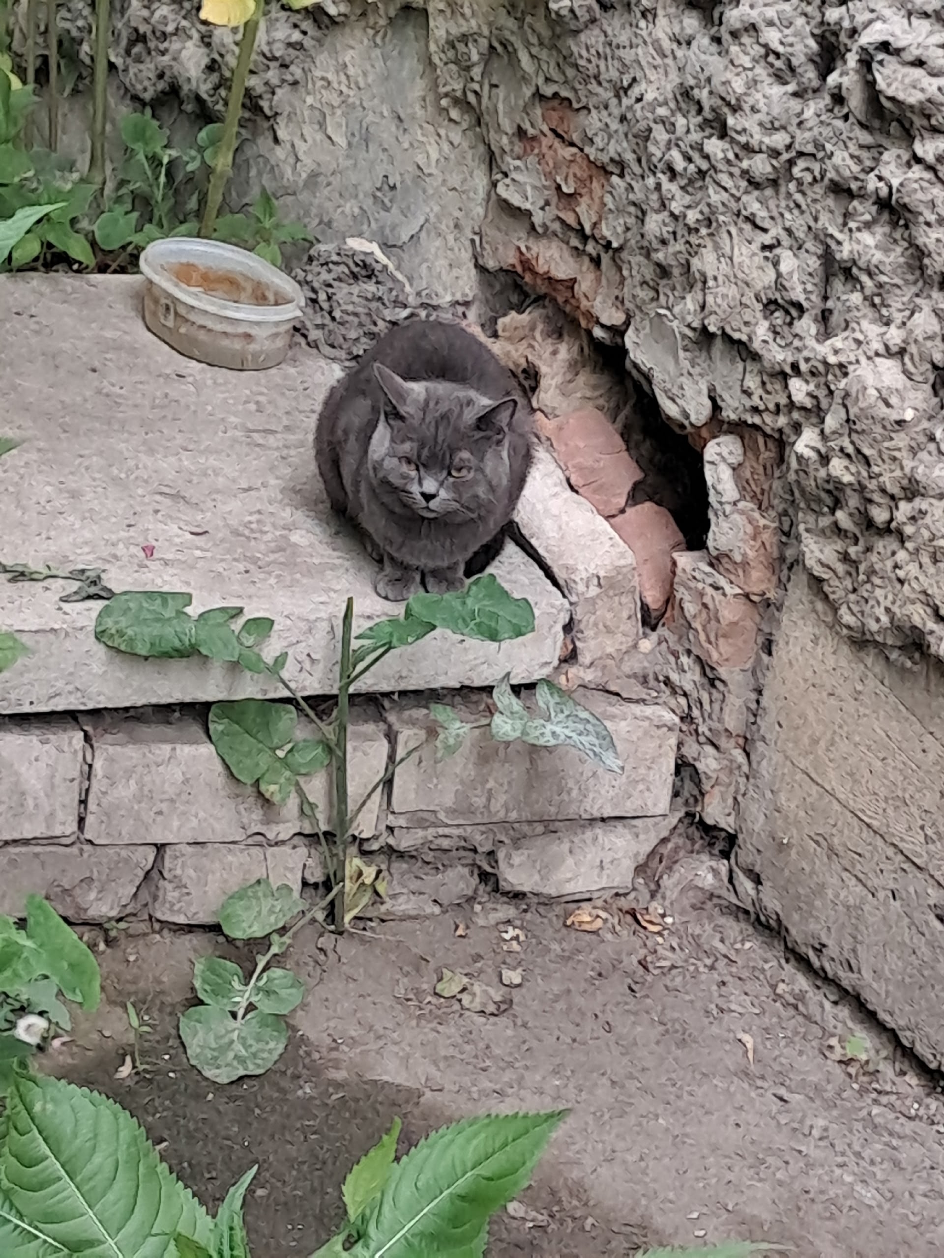 Объявление о питомце в Кургане Объявление о питомце в Кургане — фото объявления