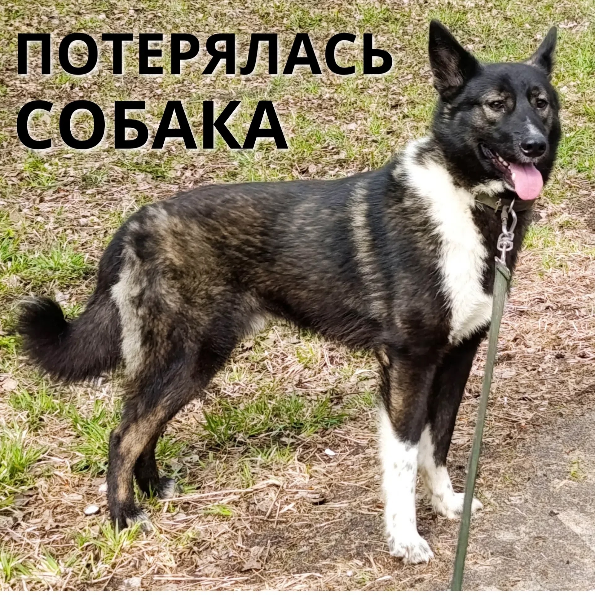 Найденная собака в Вологде Найдена собака в Вологде — фото объявления