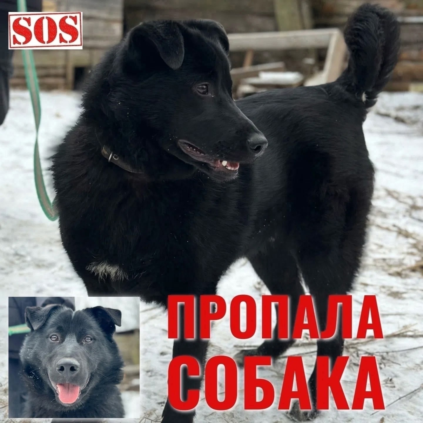 Найденная собака в Вологде Найдена собака в Вологде — фото объявления