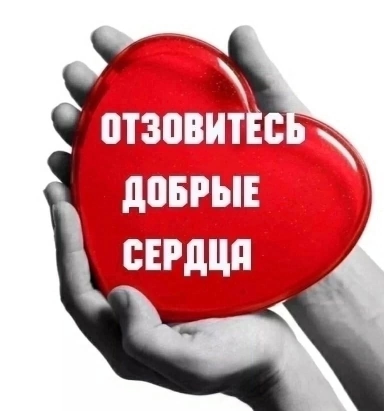 Объявление о питомце в Вологде Объявление о питомце в Вологде — фото объявления