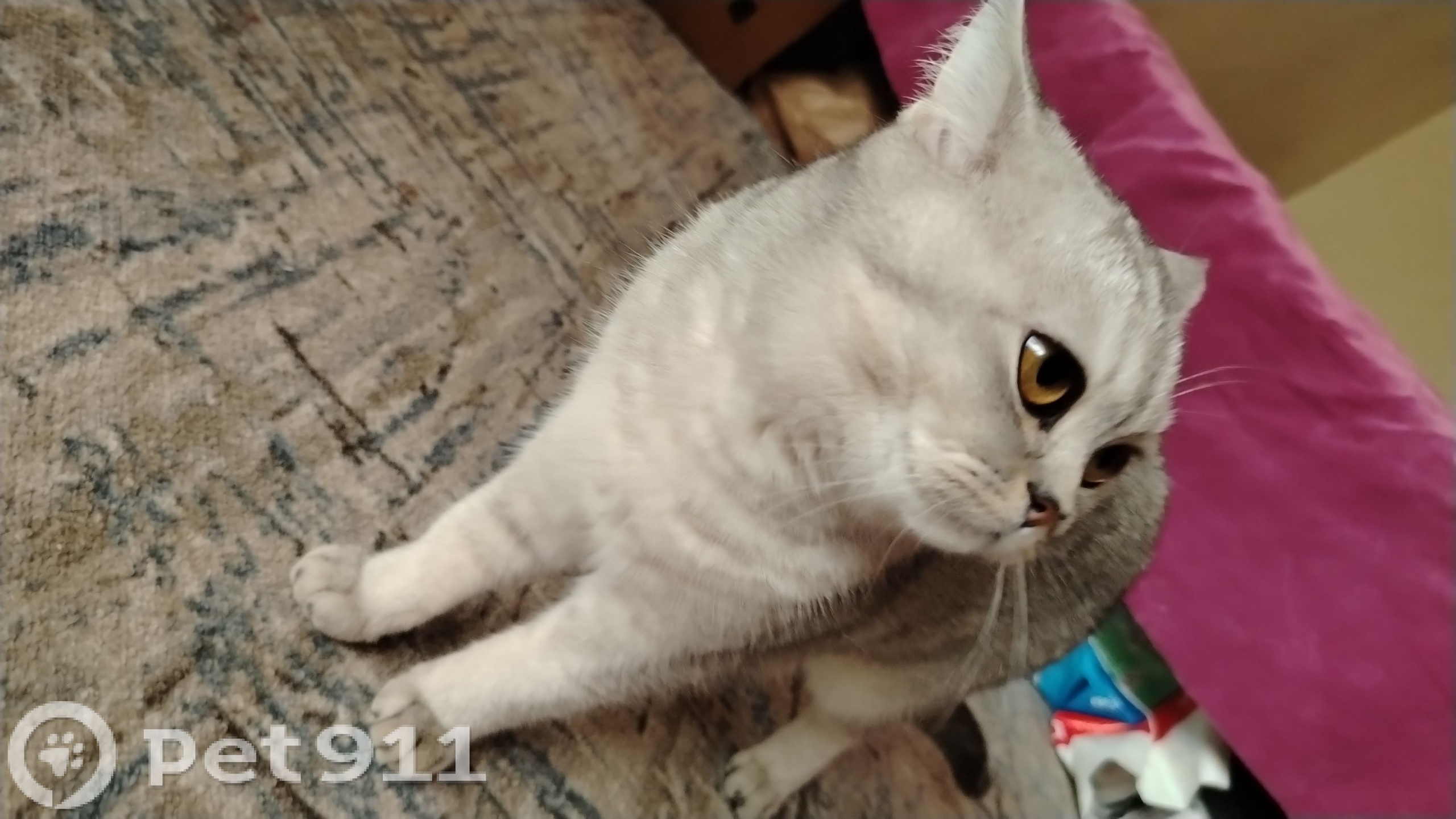 Найденная кошка в Нальчике Найдена кошка в Нальчике — фото объявления