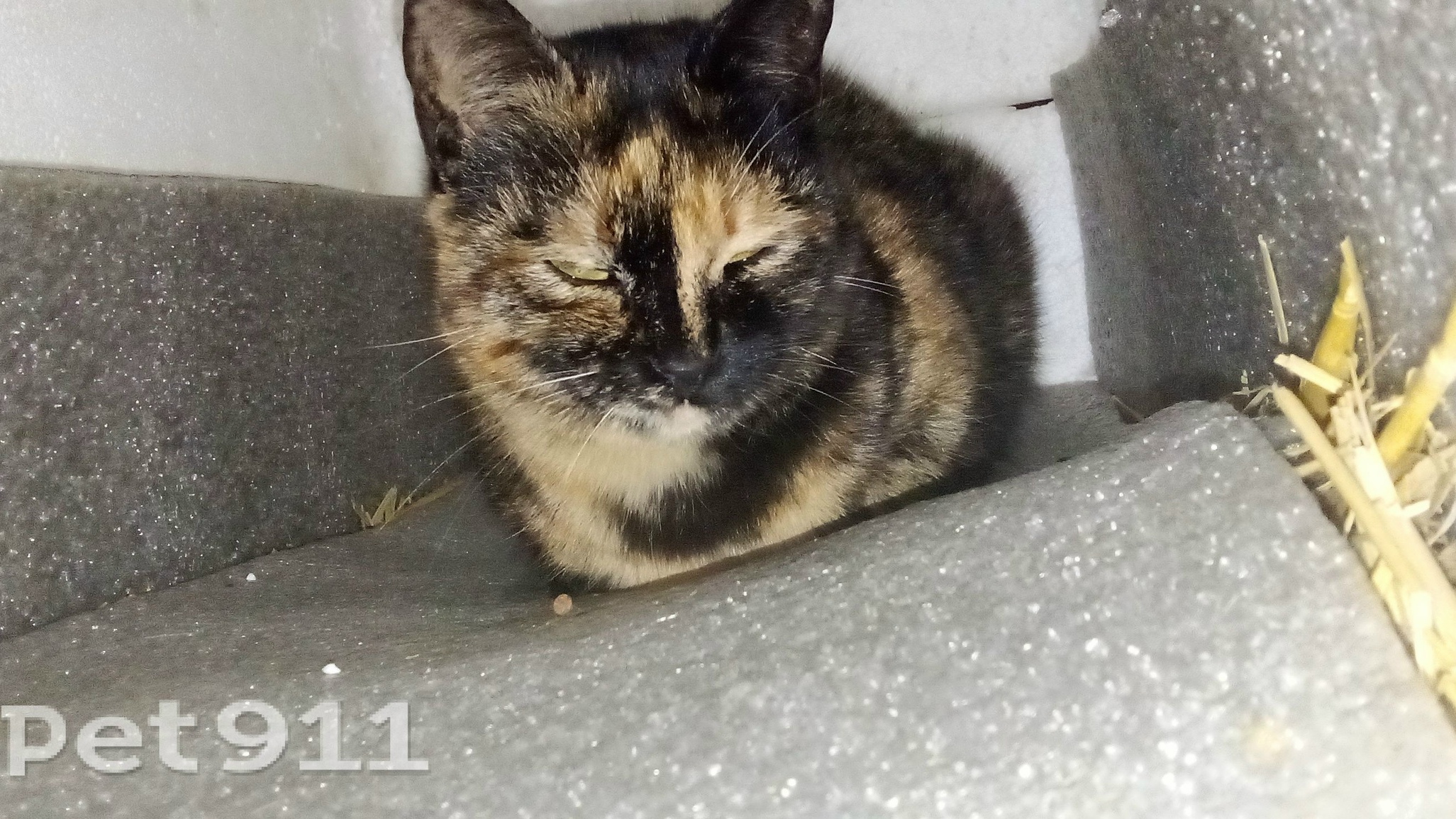 Найденная кошка в Нальчике Найдена кошка в Нальчике — фото объявления