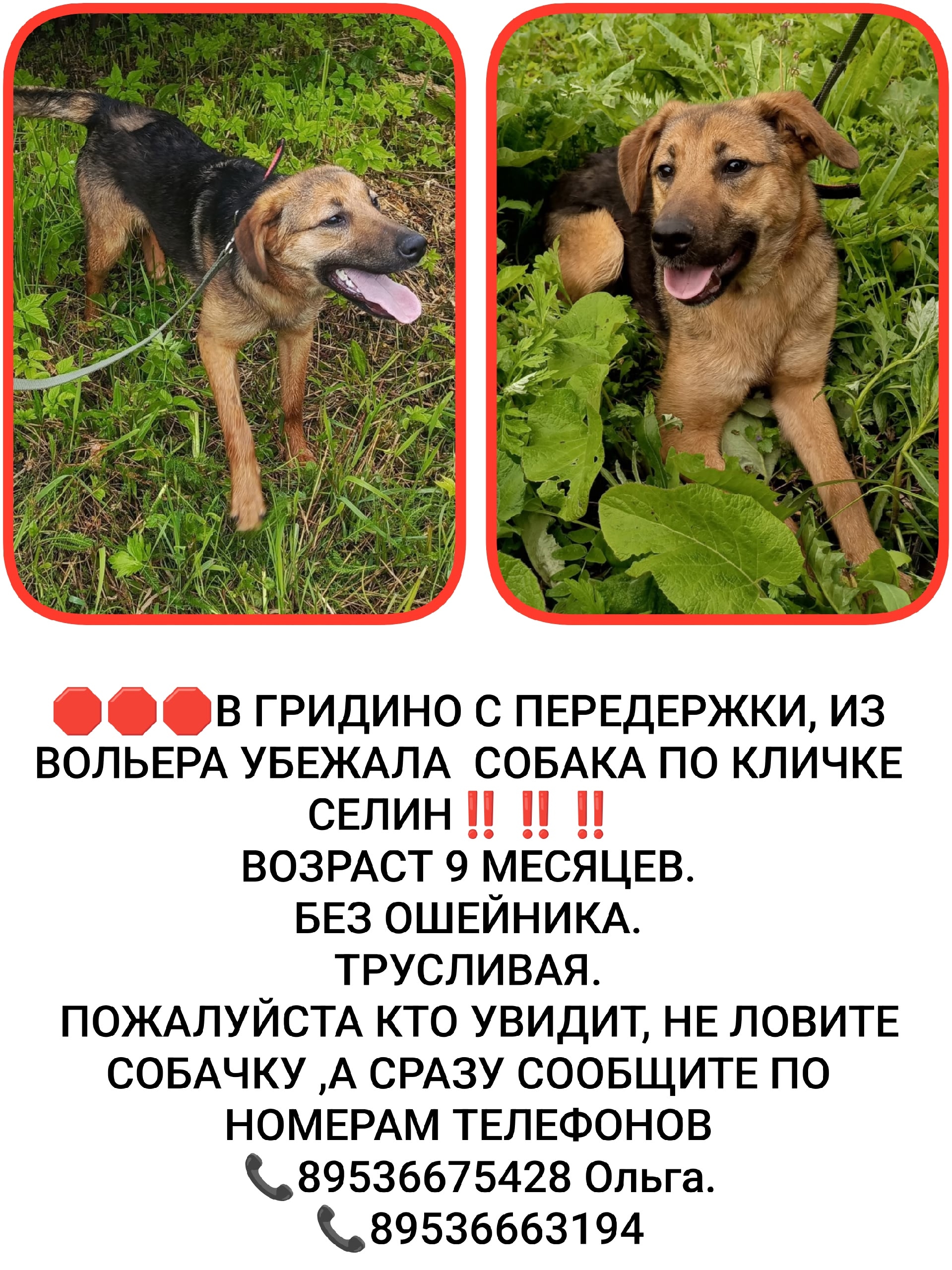 Найденная собака в Костроме Найдена собака в Костроме — фото объявления