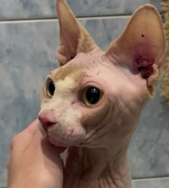 Найденная кошка в Костроме Найдена кошка в Костроме — фото объявления
