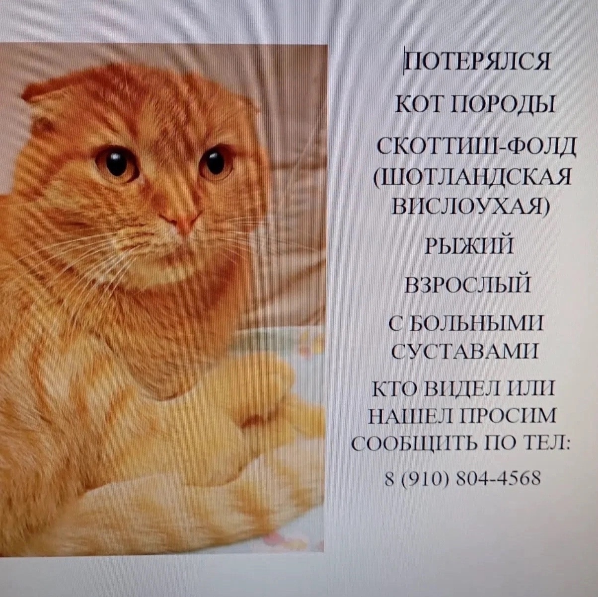 Найденная кошка в Костроме Найдена кошка в Костроме — фото объявления