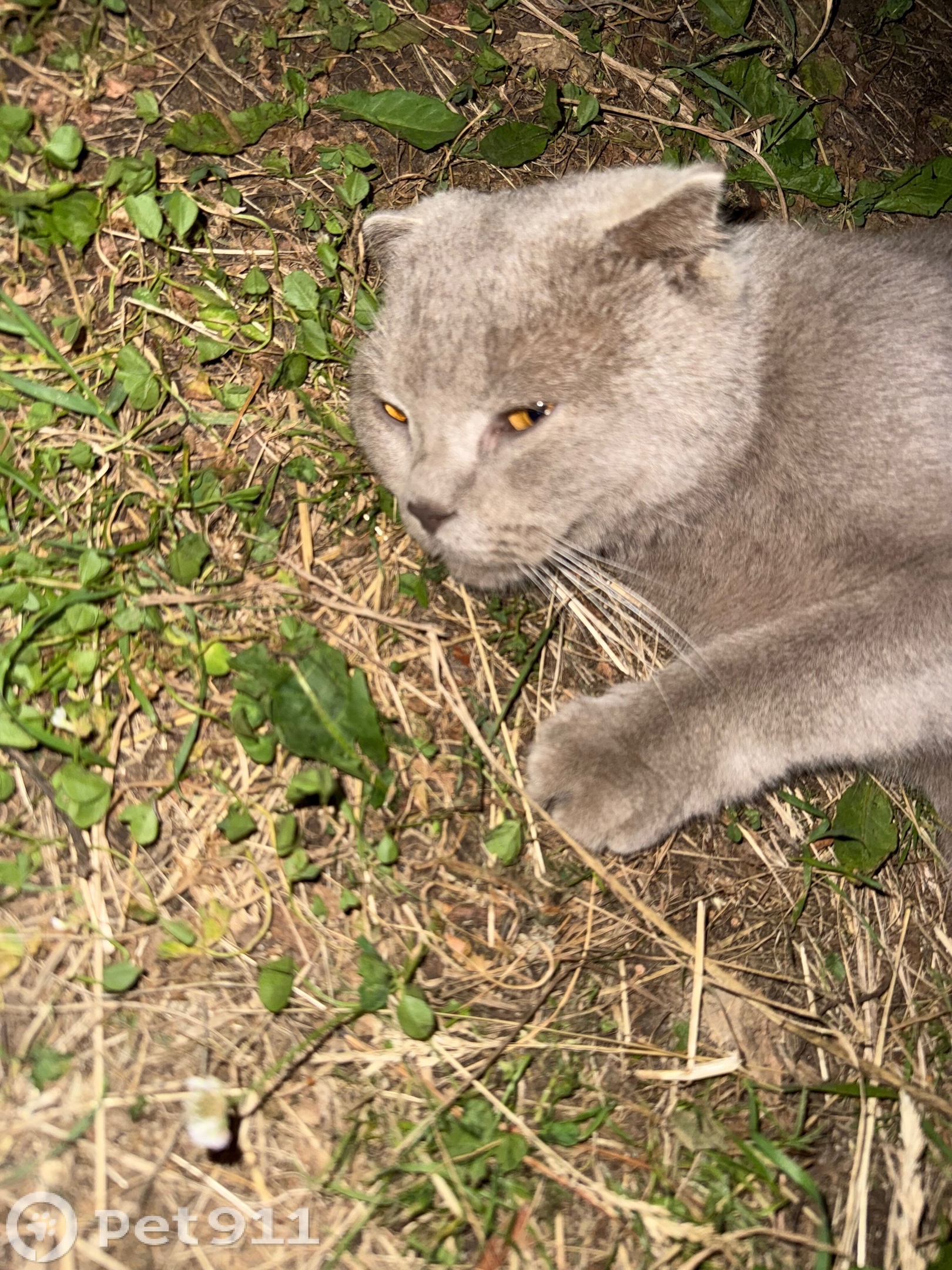 Найденная кошка в Костроме Найдена кошка в Костроме — фото объявления