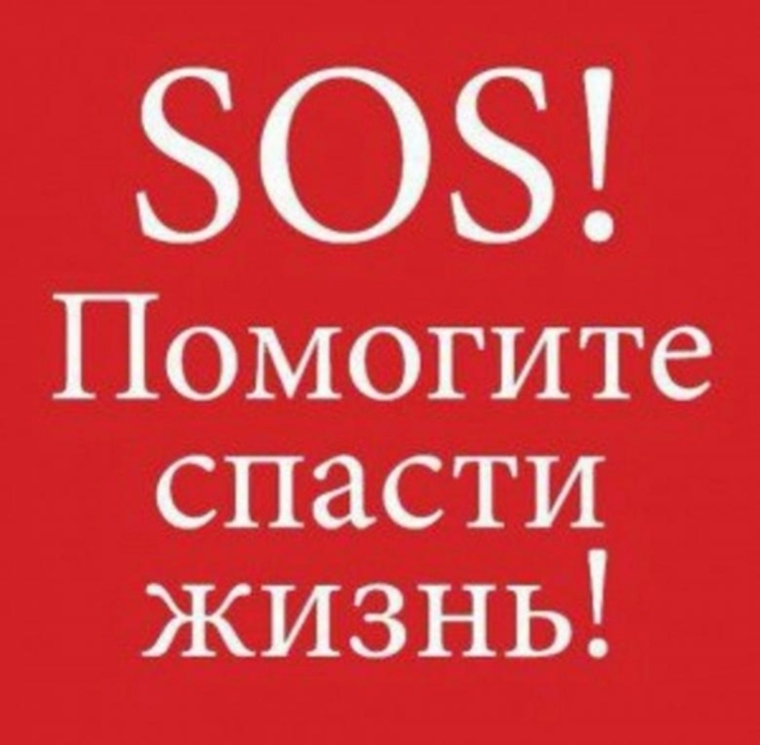 Найденная собака в Мурманске Найдена собака в Мурманске — фото объявления