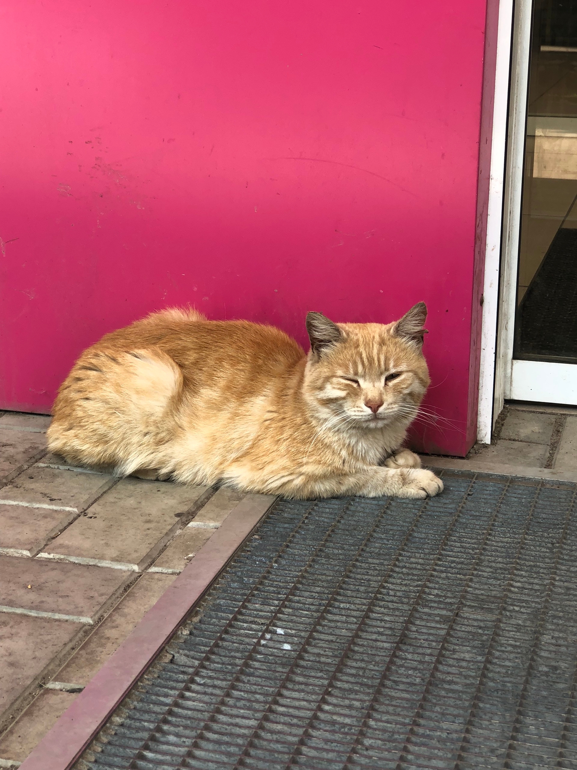 Найденная кошка в Стерлитамаке Найдена кошка в Стерлитамаке — фото объявления