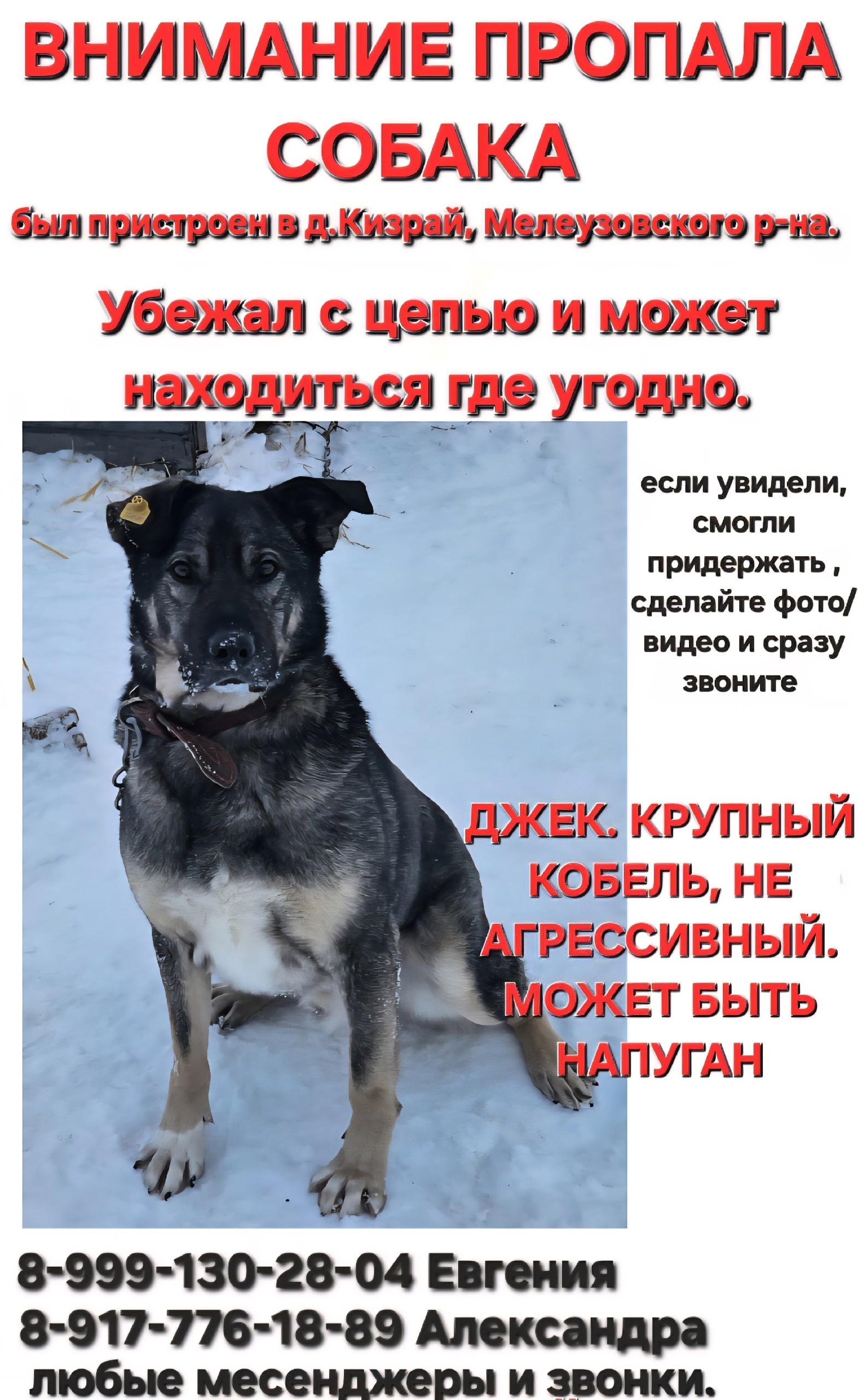 Найденная собака в Стерлитамаке Найдена собака в Стерлитамаке — фото объявления
