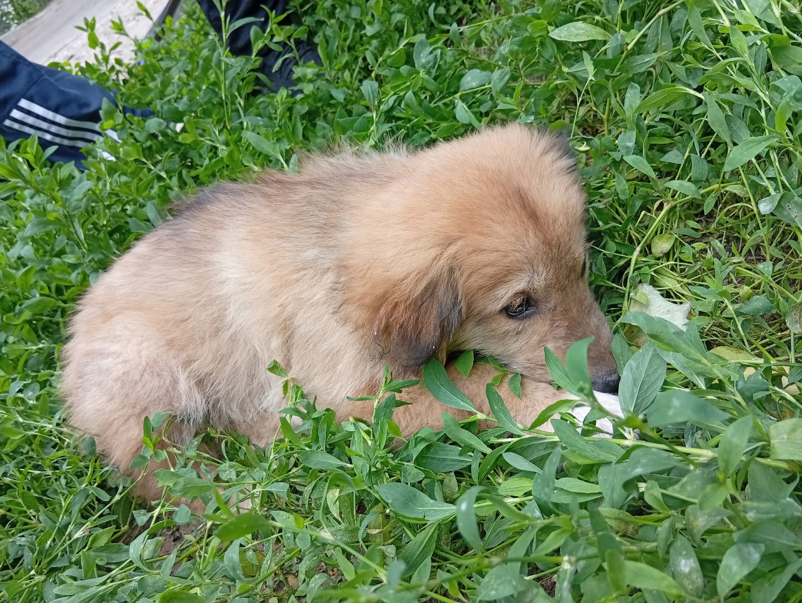Найденная собака в Энгельсе Найдена собака в Энгельсе — фото объявления
