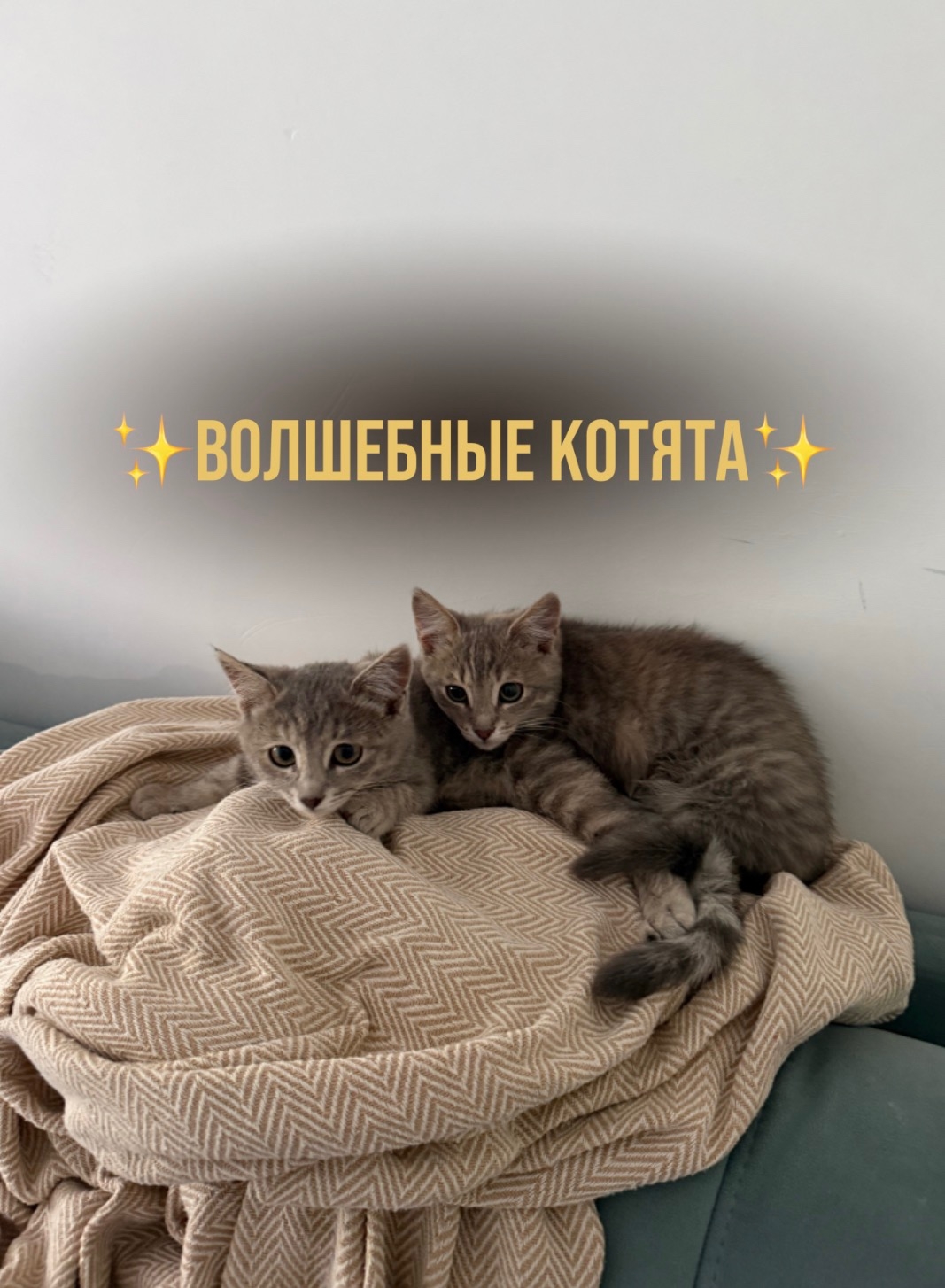 Объявление о питомце в Энгельсе Объявление о питомце в Энгельсе — фото объявления