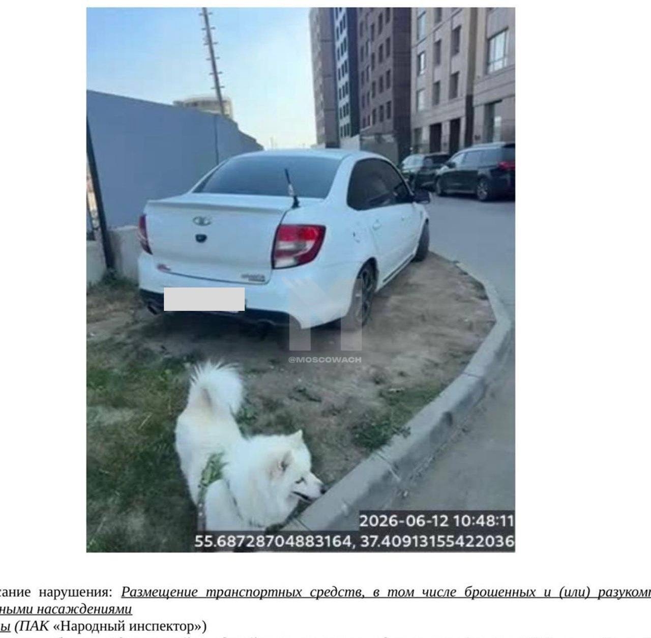 Найденная собака в Одинцове Найдена собака в Одинцове — фото объявления