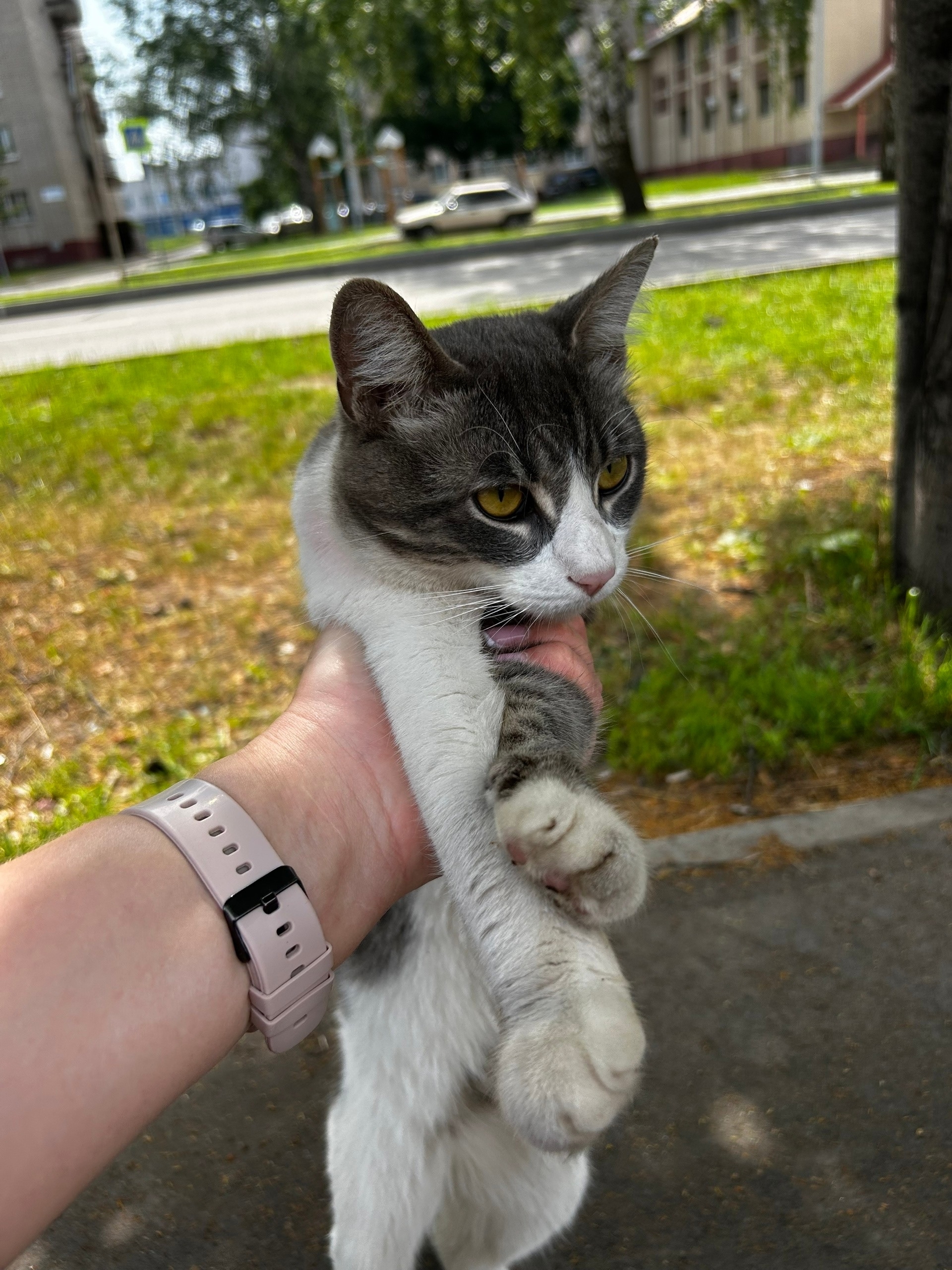 Найденная кошка в Нижнекамске Найдена кошка в Нижнекамске — фото объявления