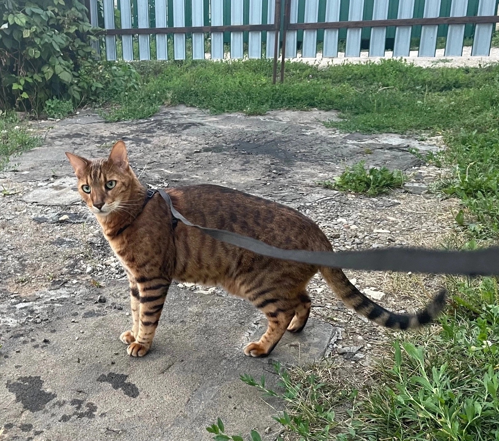 Найденная кошка в Нижнекамске Найдена кошка в Нижнекамске — фото объявления