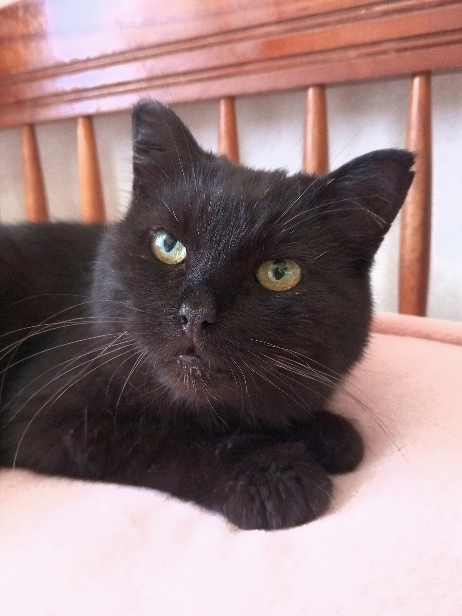 Найденная кошка в Нижнекамске Найдена кошка в Нижнекамске — фото объявления