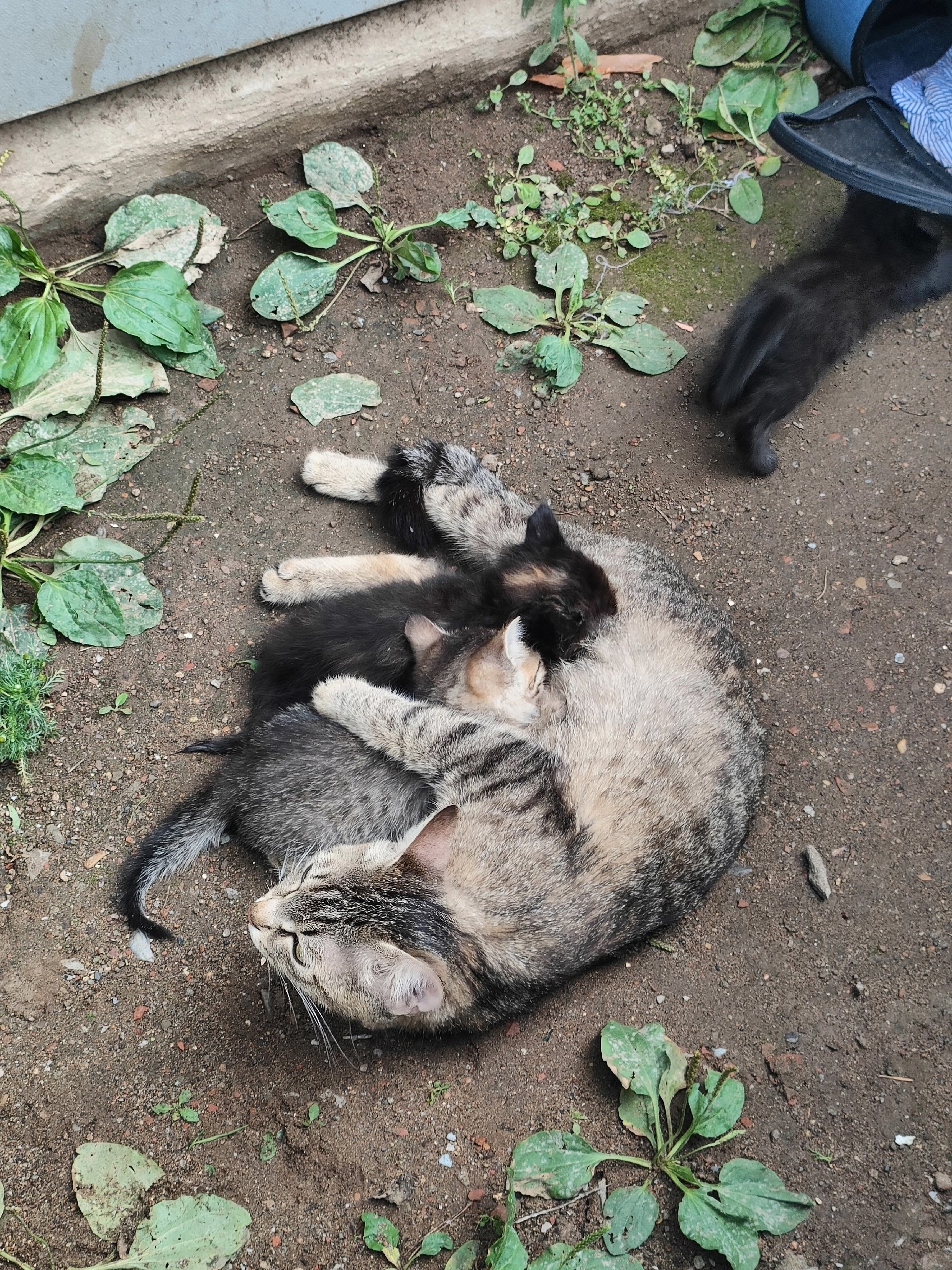 Найденная кошка в Нижнекамске Найдена кошка в Нижнекамске — фото объявления