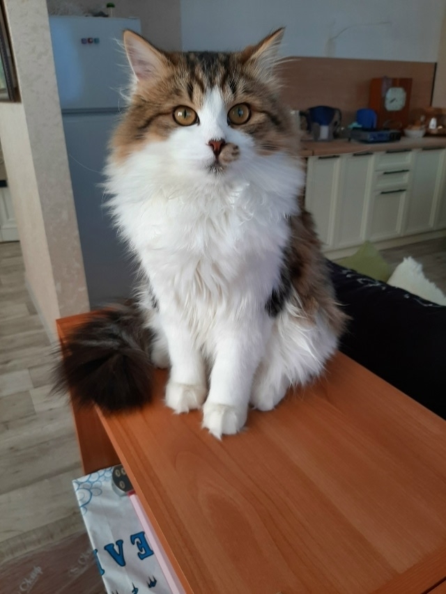 Найденная кошка в Нижнекамске Найдена кошка в Нижнекамске — фото объявления