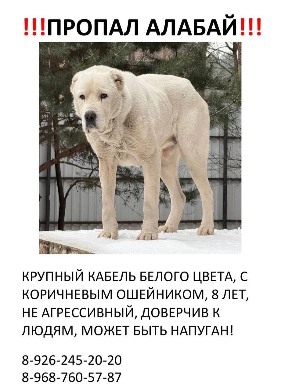 Объявление о питомце в Коломне Объявление о питомце в Коломне — фото объявления