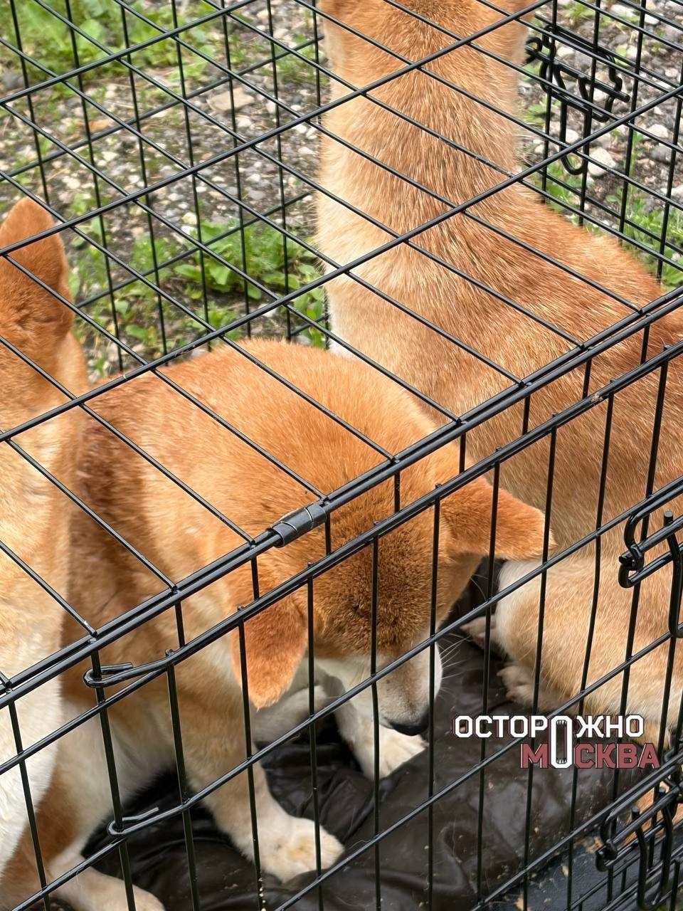 Найденная собака в Домодедове Найдена собака в Домодедове — фото объявления