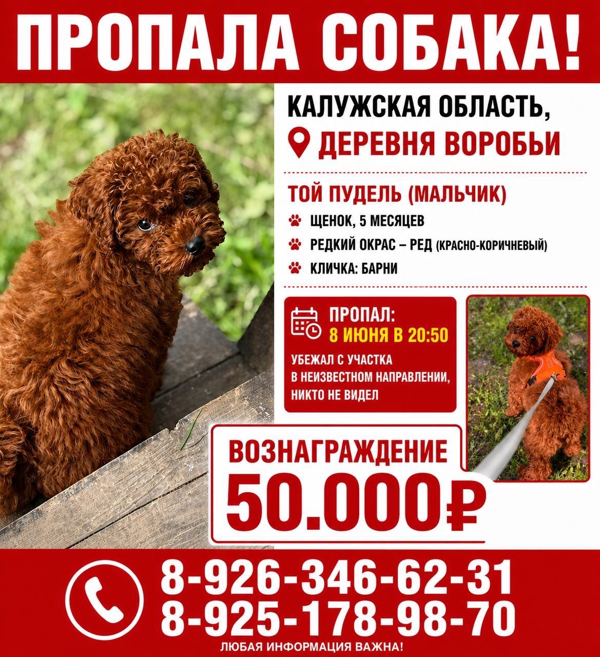 Объявление о питомце в Серпухове Объявление о питомце в Серпухове — фото объявления