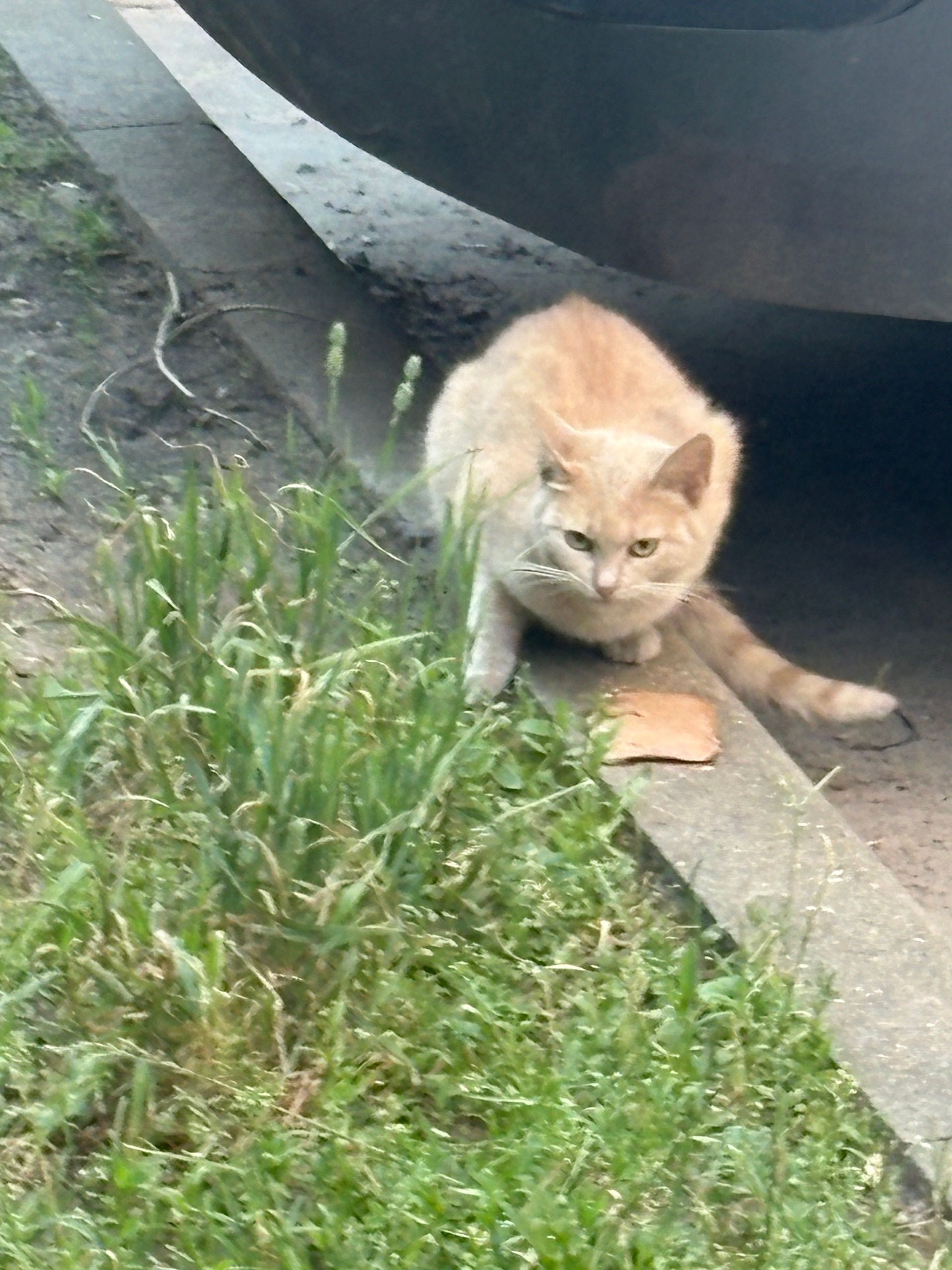 Найденная кошка в Раменском Найдена кошка в Раменском — фото объявления