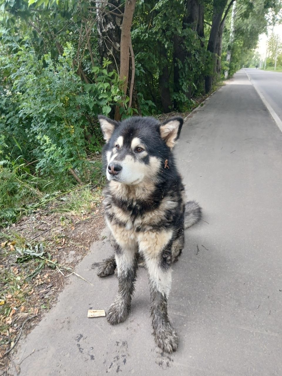 Найденная собака в Раменском Найдена собака в Раменском — фото объявления