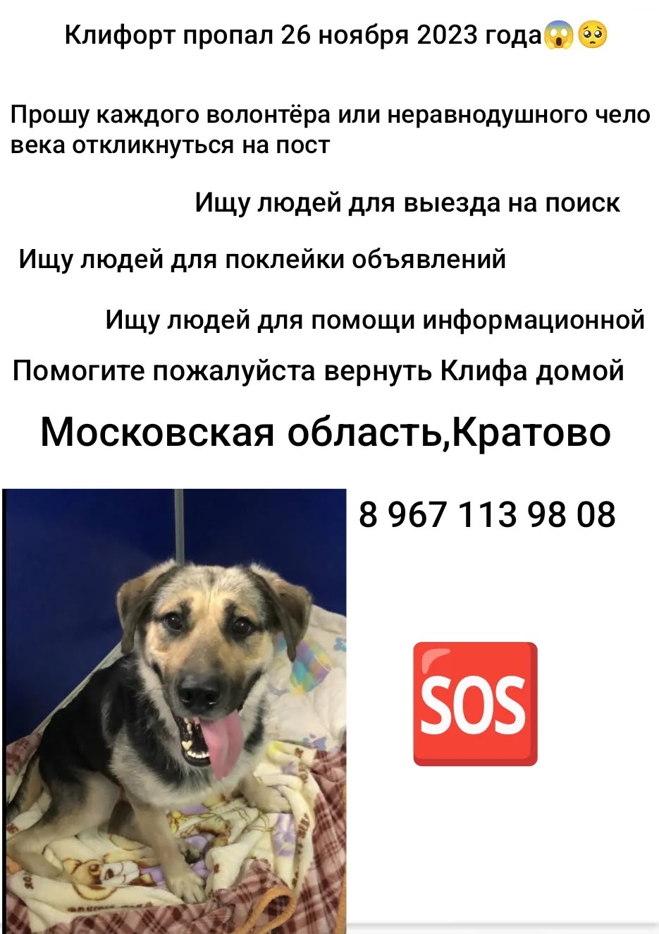 Найденная собака в Раменском Найдена собака в Раменском — фото объявления