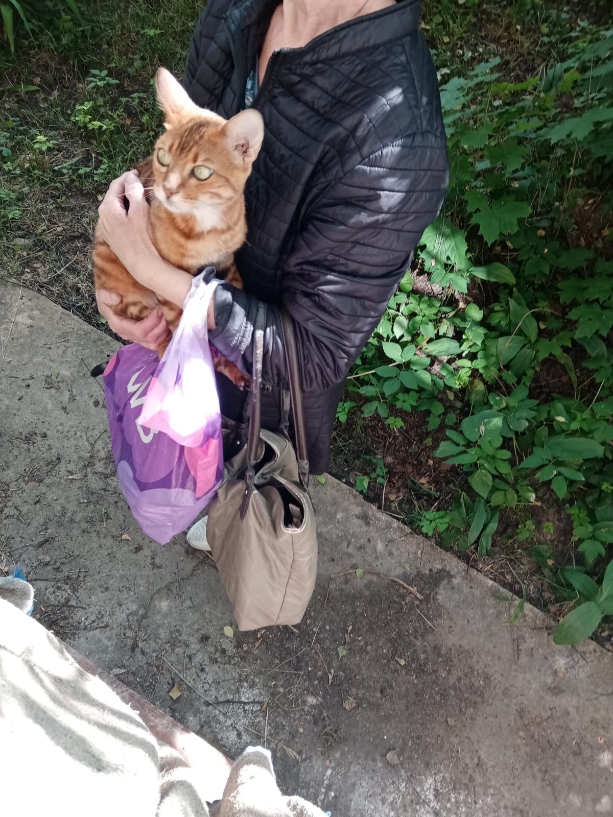 Найденная кошка в Раменском Найдена кошка в Раменском — фото объявления
