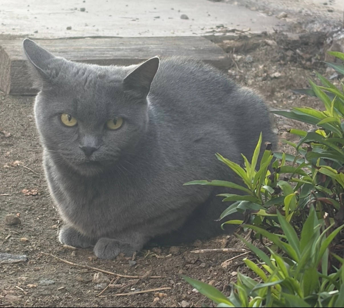 Найденная кошка в Раменском Найдена кошка в Раменском — фото объявления