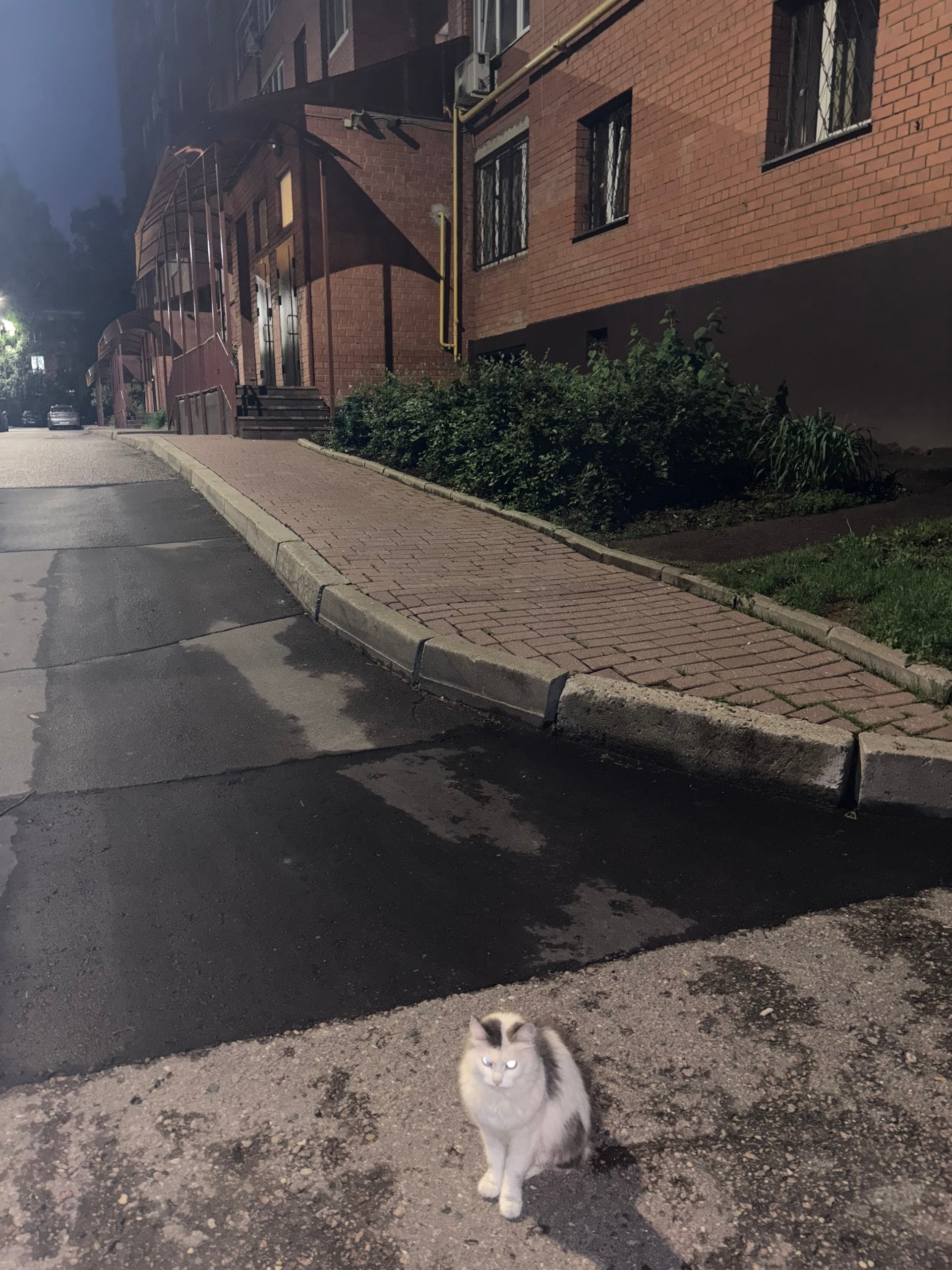 Объявление о питомце в Долгопрудном Объявление о питомце в Долгопрудном — фото объявления